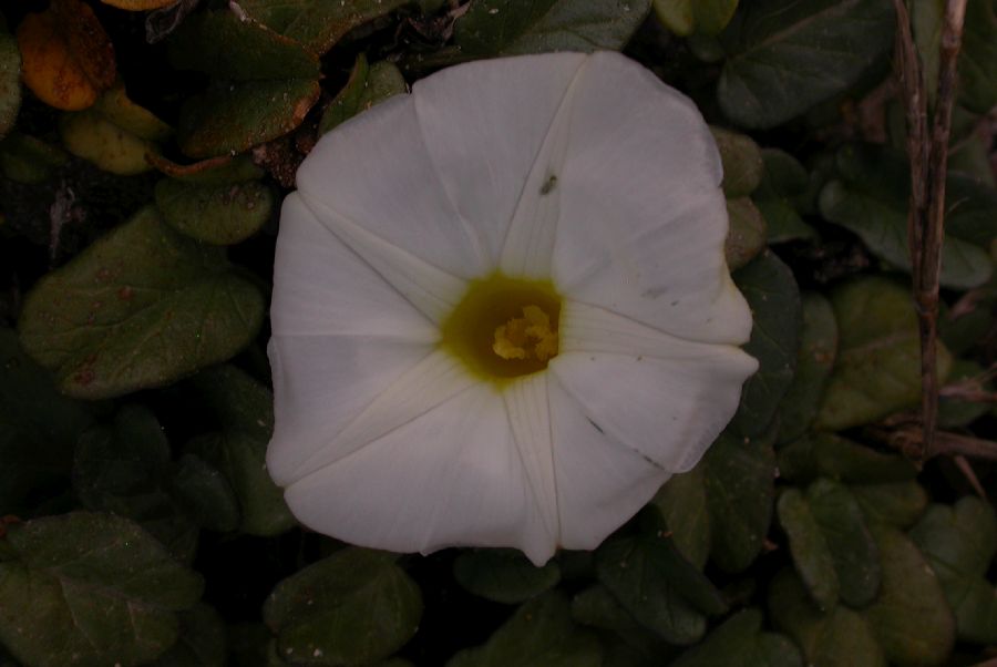 Convolvulaceae Ipomoea stolonifera