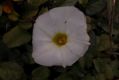 image of Ipomoea stolonifera