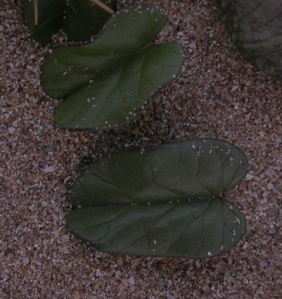 Convolvulaceae Ipomoea stolonifera