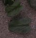 image of Ipomoea stolonifera