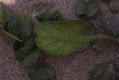 image of Ipomoea stolonifera