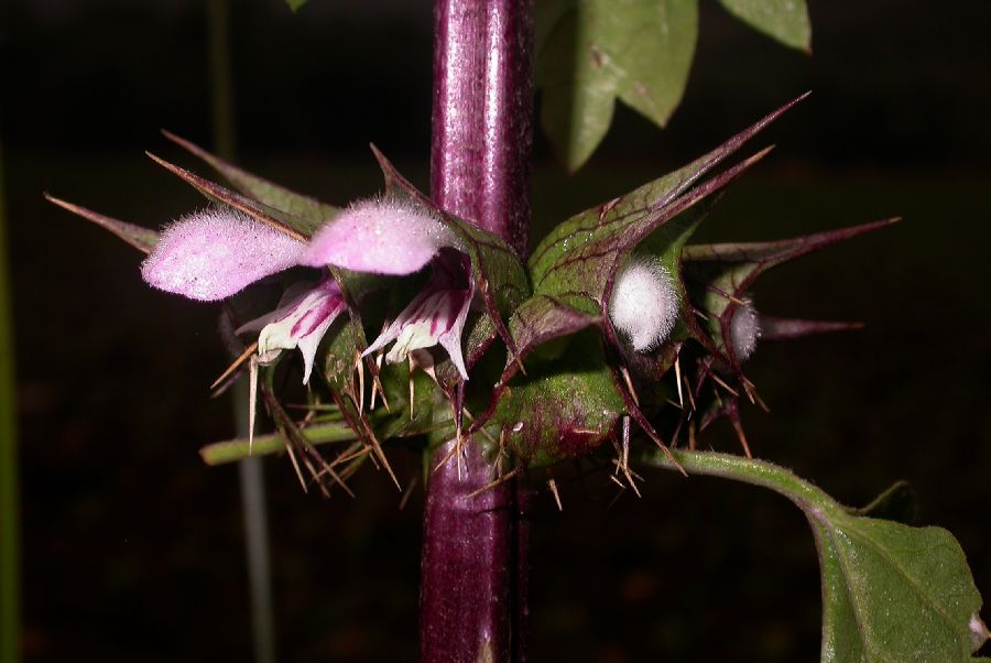 Lamiaceae Moluccella spinosa