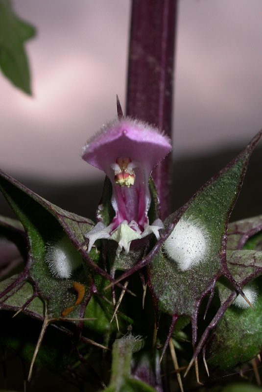 Lamiaceae Moluccella spinosa