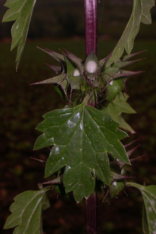 Lamiaceae Moluccella spinosa