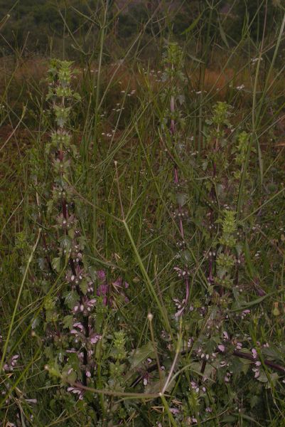 Lamiaceae Moluccella spinosa