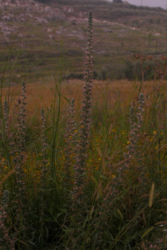 Boraginaceae Echium italicum