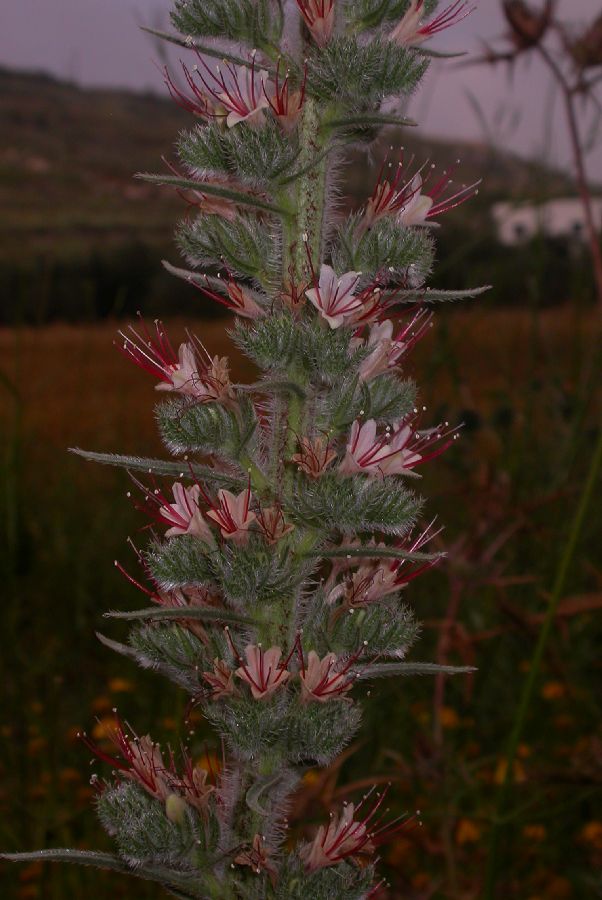 Boraginaceae Echium italicum
