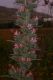 image of Echium italicum