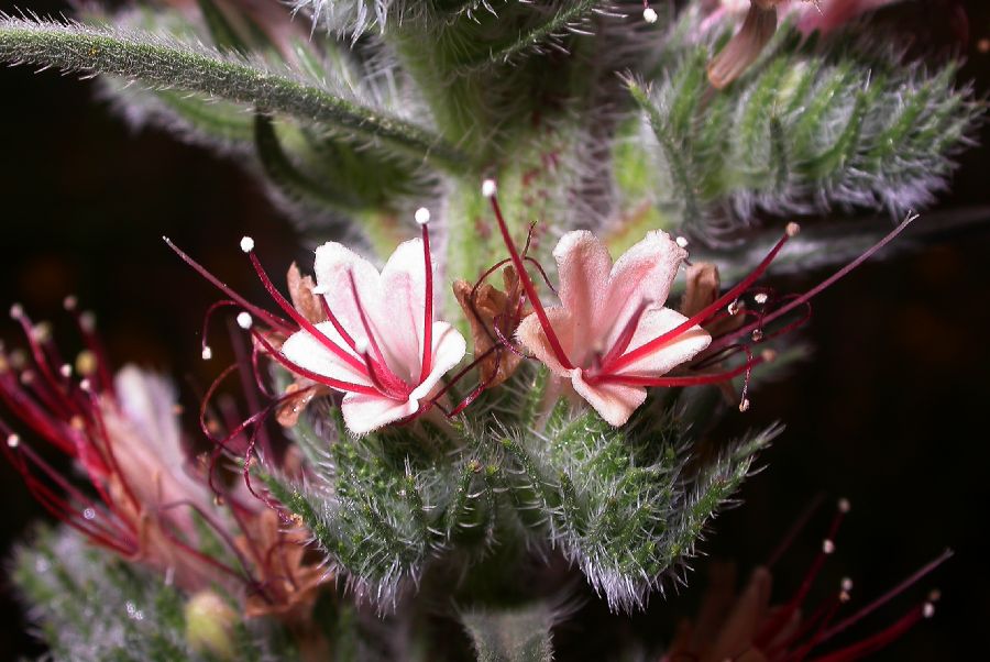 Boraginaceae Echium italicum