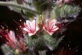 image of Echium italicum
