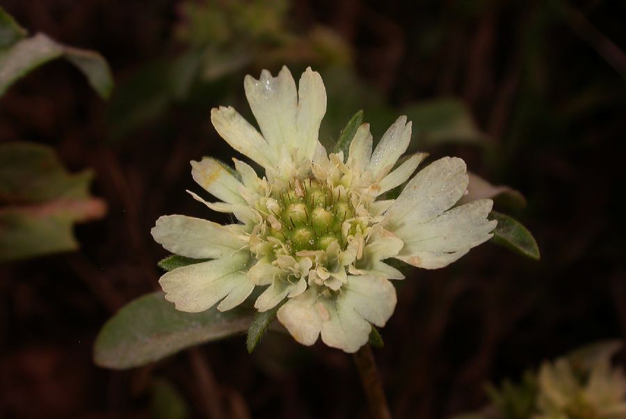 Dipsacaceae Scabiosa prolifera