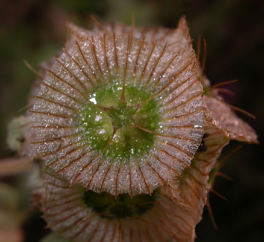 Dipsacaceae Scabiosa prolifera