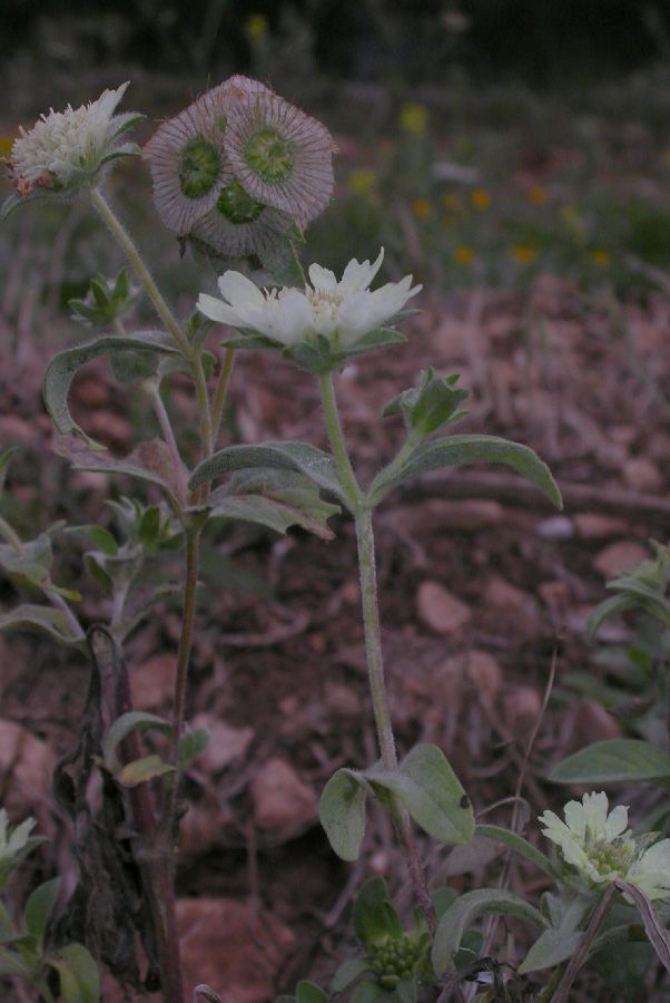 Dipsacaceae Scabiosa prolifera