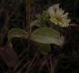 image of Scabiosa prolifera