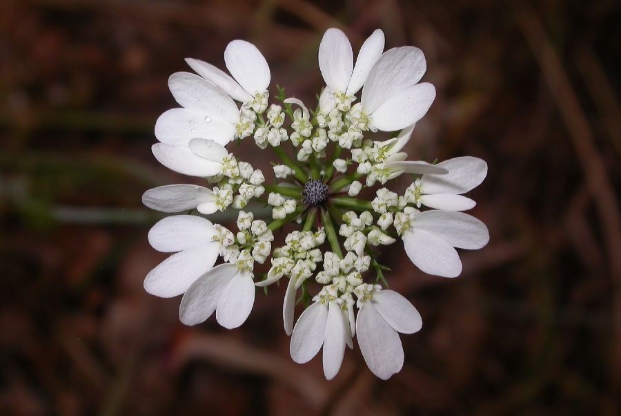 Apiaceae Artedia squamata