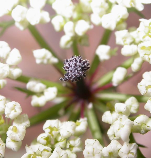 Apiaceae Artedia squamata