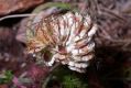 image of Artedia squamata