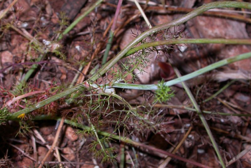 Apiaceae Artedia squamata