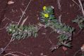 image of Ajuga chia