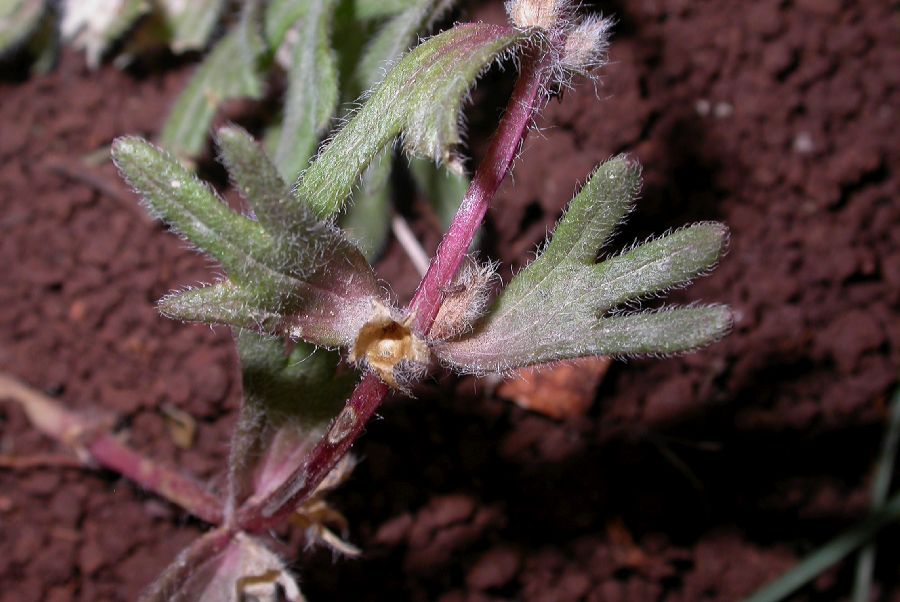 Lamiaceae Ajuga chia
