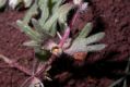 image of Ajuga chia