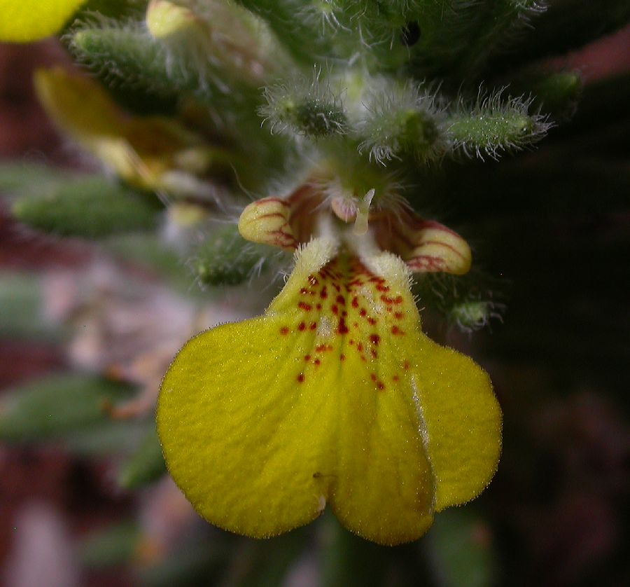 Lamiaceae Ajuga chia