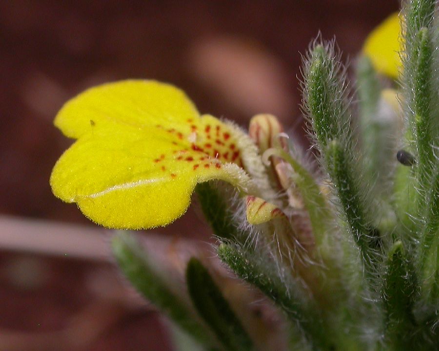 Lamiaceae Ajuga chia
