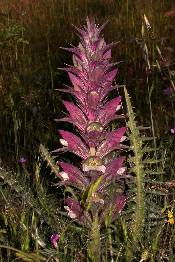 Acanthaceae Acanthus syriacus