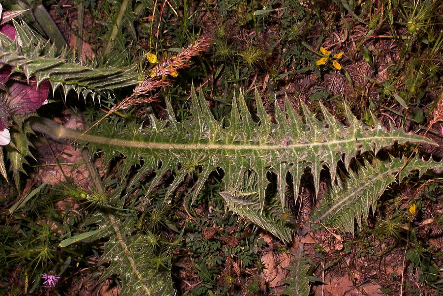 Acanthaceae Acanthus syriacus