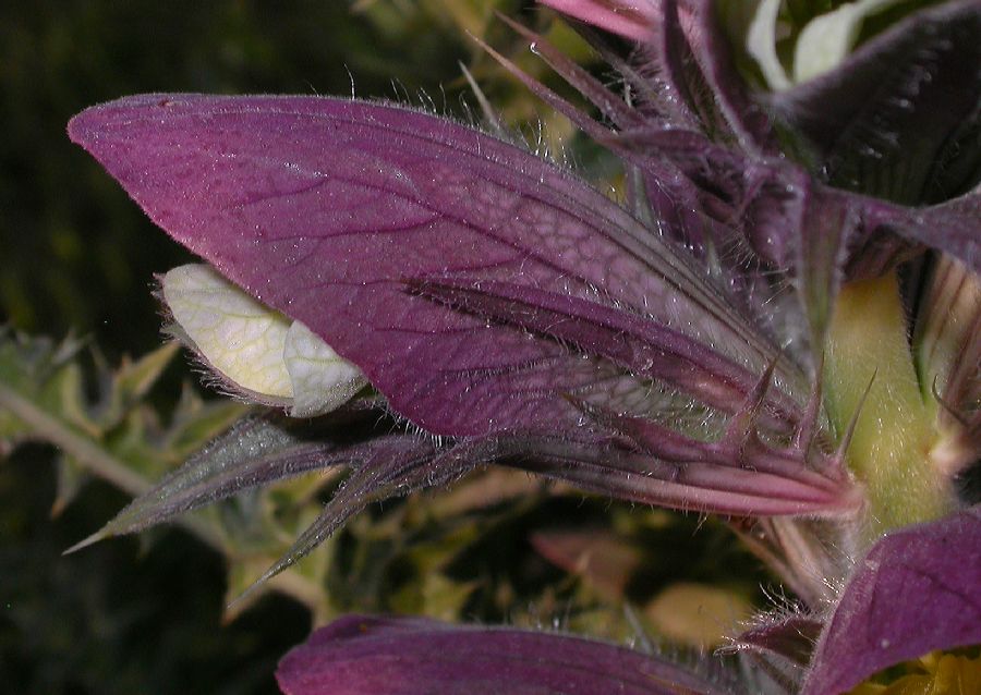 Acanthaceae Acanthus syriacus