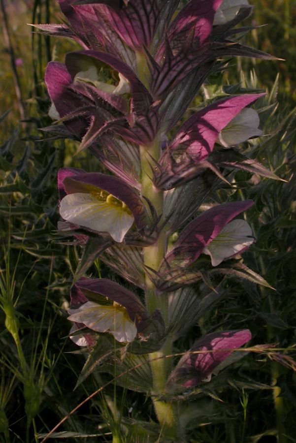 Acanthaceae Acanthus syriacus