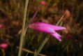 image of Gladiolus segetum