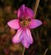 image of Gladiolus segetum