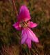 image of Gladiolus segetum