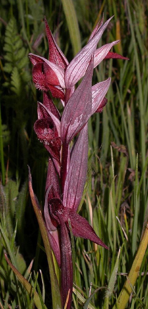 Orchidaceae Serapias vomeracea