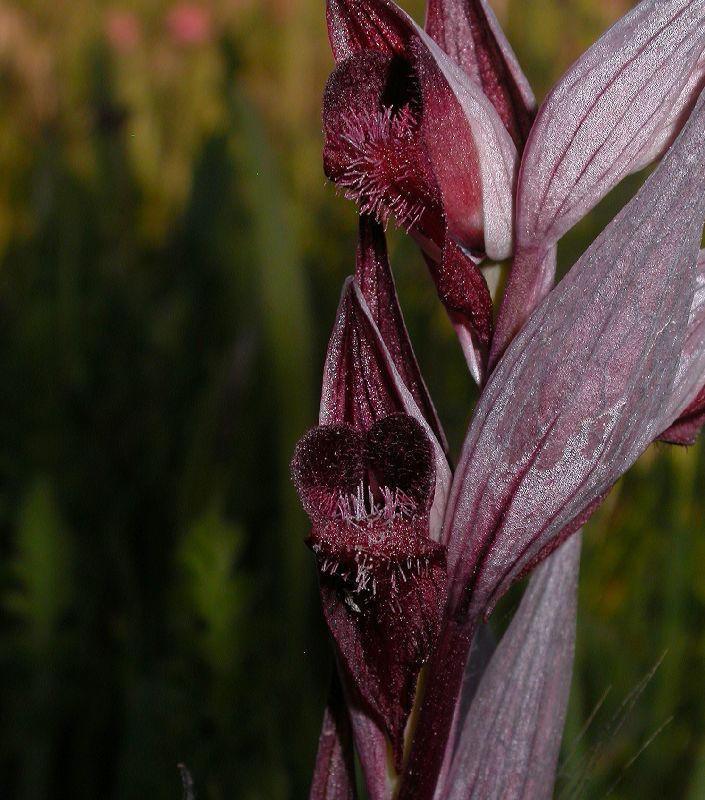 Orchidaceae Serapias vomeracea