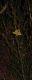 image of Asphodeline lutea