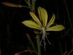 image of Asphodeline lutea