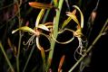 image of Asphodeline lutea