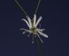 image of Silene longipetala