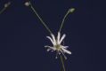 image of Silene longipetala