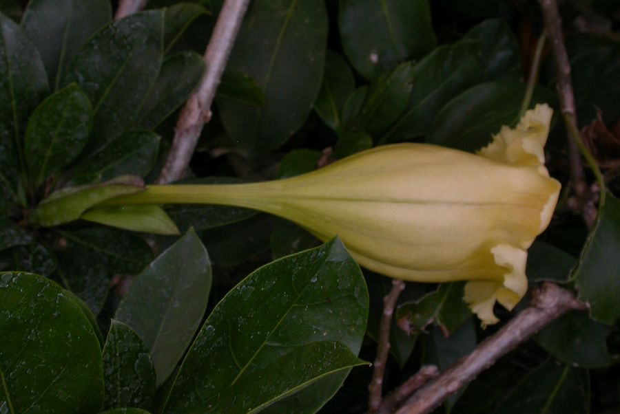 Solanaceae Solandra grandiflora
