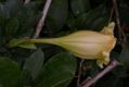 image of Solandra grandiflora