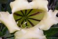 image of Solandra grandiflora