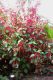 image of Acalypha hispida