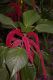 image of Acalypha hispida