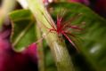 image of Acalypha hispida