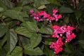 image of Clerodendrum thomsoniae