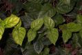 image of Clerodendrum thomsoniae