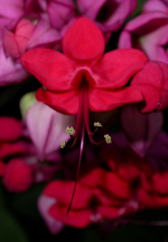 Lamiaceae Clerodendrum thomsoniae
